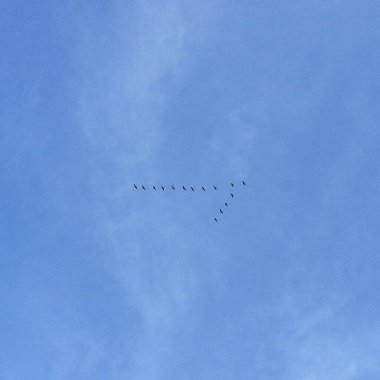 Kuşlar gökyüzünde uçuyor