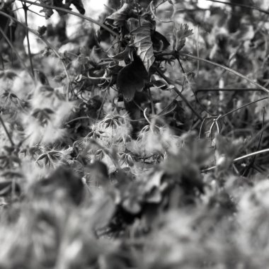 bir ağacın siyah beyaz fotoğrafı