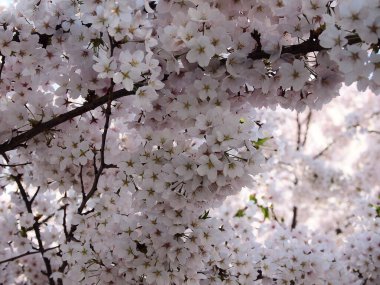 İlkbaharda kiraz çiçekleri