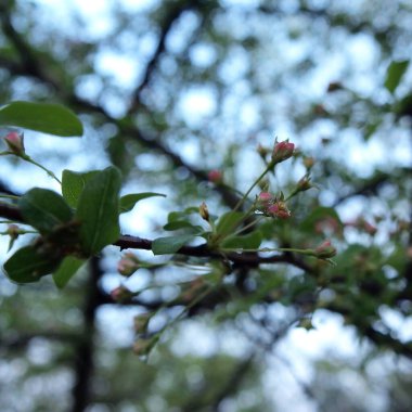 Bahçedeki güzel çiçekler