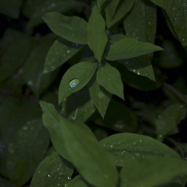 Yeşil çimen dokusu, doğal arka plan