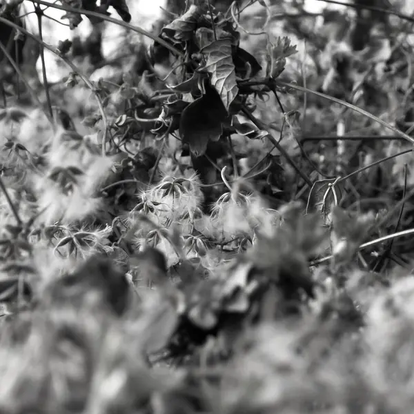 bir ağacın siyah beyaz fotoğrafı