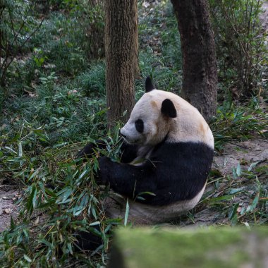 Hayvanat bahçesindeki dev panda.
