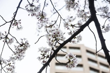 Güzel botanik fotoğrafı, doğal duvar kağıdı.