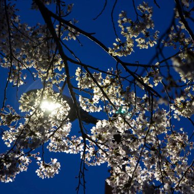 Doğanın güzel manzarası