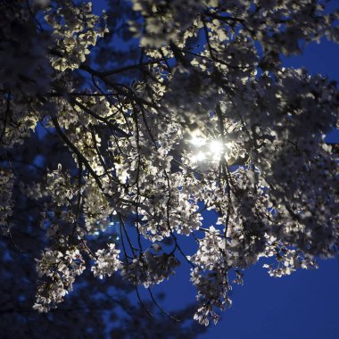 Bahçede kiraz çiçekleri