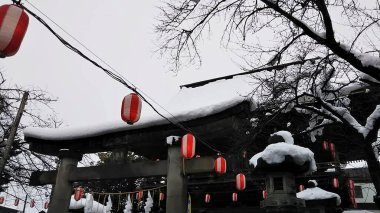 Bahçedeki Noel ağacı