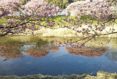 Bahçede güzel bahar çiçekleri