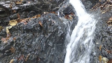 Ormanda güzel bir şelale