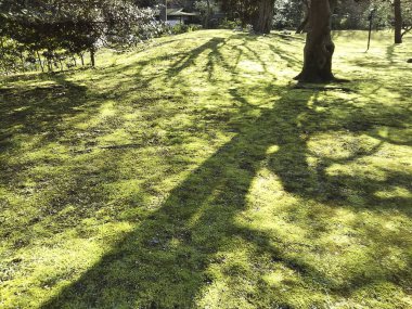 Ormanda yeşil çimenler.