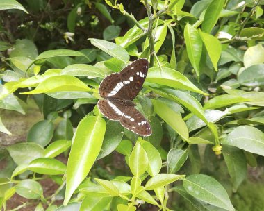 Yaprağın üzerinde kelebek