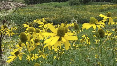 Bahçedeki güzel çiçekler