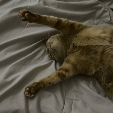 Sevimli kedi kanepede yatıyor.