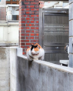 Kedi sokakta oturuyor.