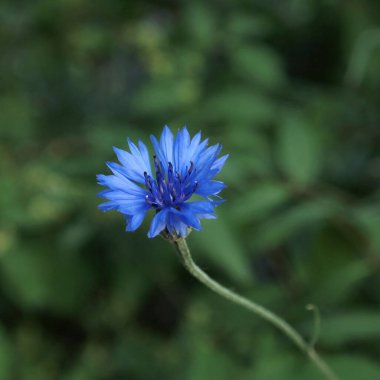 Bahçedeki güzel çiçek