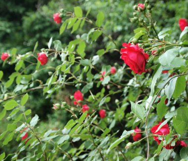 Bahçede kırmızı gül