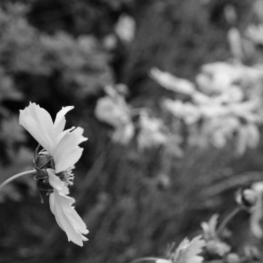 Bahçedeki güzel çiçekler