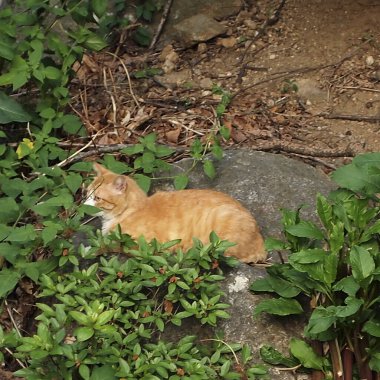 Bahçedeki kırmızı kedi yavrusu.