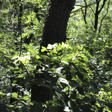 yeşil yapraklar, bitkiler ve yapraklar