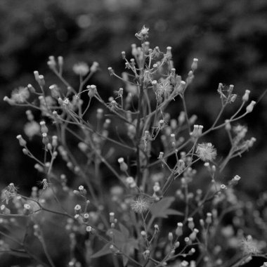 Gün boyunca bahçede güzel bir çiçeğin yakın çekimi.