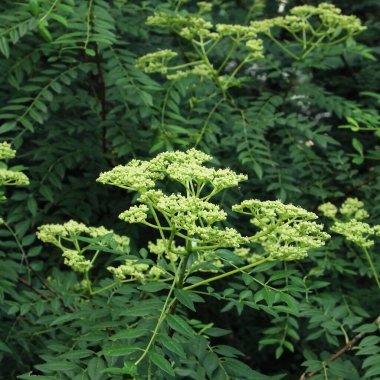 Beyaz yapraklı yeşil bitki