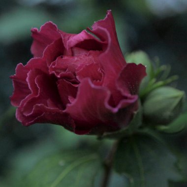 Bahçedeki güzel çiçekler