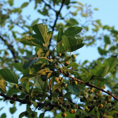 Bahçedeki bir ağaca yaklaş.