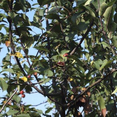 Bahçedeki ağaçta olgun kırmızı elmalar