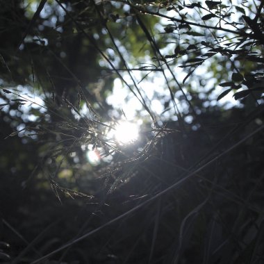 Ormanda yeşil yapraklar