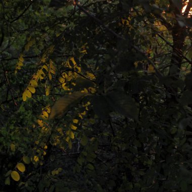 Güzel sonbahar yaprakları, sonbahar bitkisi yaprakları