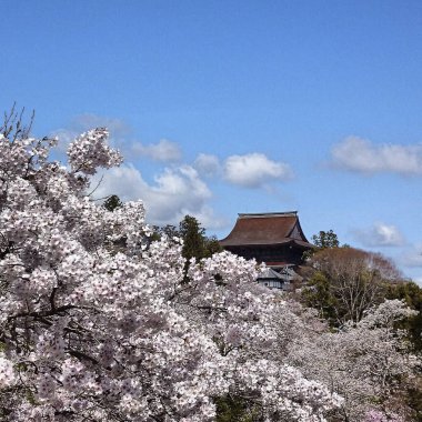 Parkın güzel manzarası