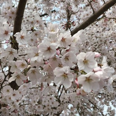 Bahçede güzel bahar çiçekleri