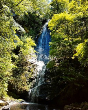 Ormanda güzel bir şelale