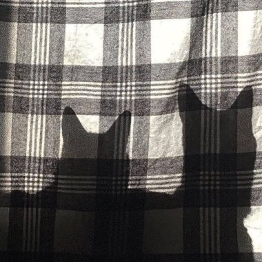 Siyah arka planı olan beyaz bir kedinin yakın plan fotoğrafı.