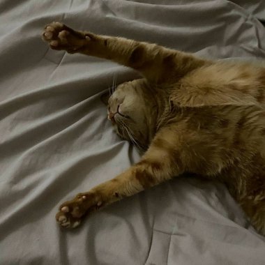 Tatlı kedi yatakta uyuyor.