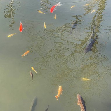 Göldeki koi balığı.