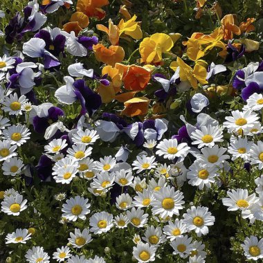 Yaklaş - Bahçedeki renkli bir çiçeğe