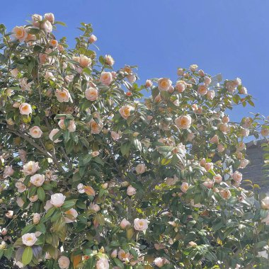 Ağaçtaki güzel çiçekler