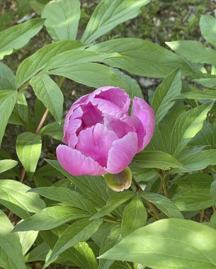 Bahçedeki güzel pembe lale çiçeği