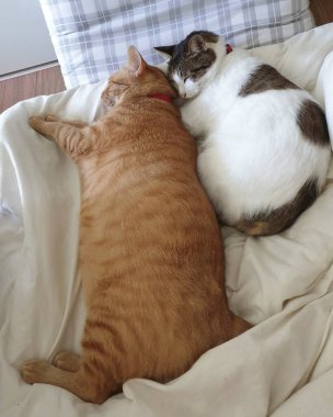 Kediler yatakta uyuyor..