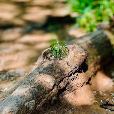 Yazın nehir kenarında yeşil yosun ve taşlar olan küçük kütük.