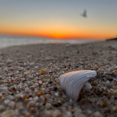 Sahilde deniz kabuğu