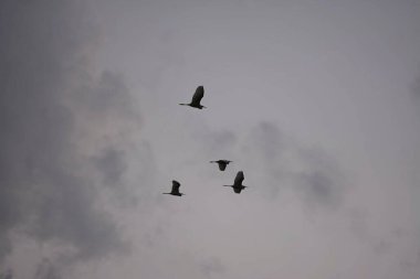Gökyüzünde uçan kuş sürüsü