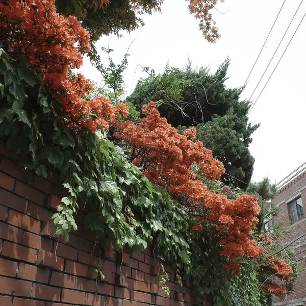 Güzel botanik fotoğrafı, doğal duvar kağıdı.