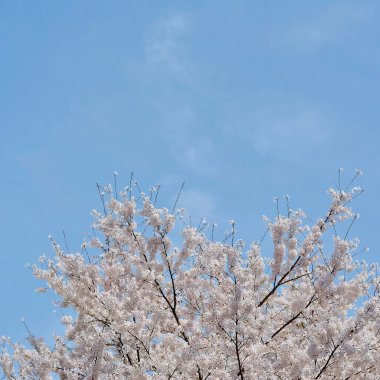 bahar kiraz çiçekleri, beyaz çiçekler