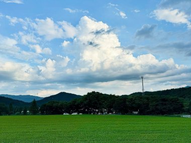 Buğday tarlası ve mavi gökyüzü olan güzel bir manzara.