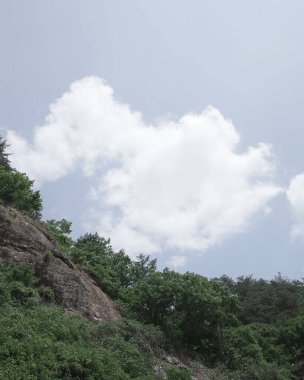 Güzel bir manzara Ağacı ve mavi gökyüzü