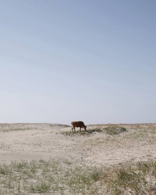 Kumlu sahilde gün ışığında beyaz bir atın dikey görüntüsü.