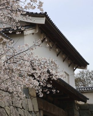 Japonya 'da kiraz çiçekleri, Tokyo
