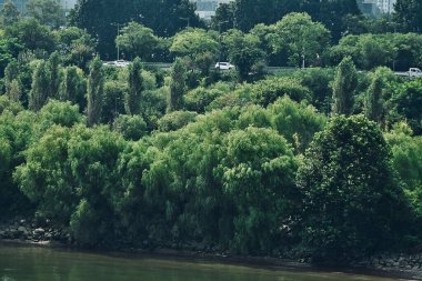 Parktaki yeşil ağaçlar